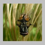 Musca autumnalis - Herbstfliege 03.jpg